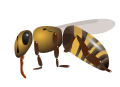 Honigbiene(Apis mellifera).svg