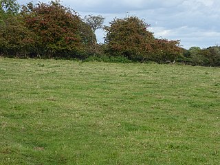 <span class="mw-page-title-main">Hooks Well Meadows, Great Cressingham</span>