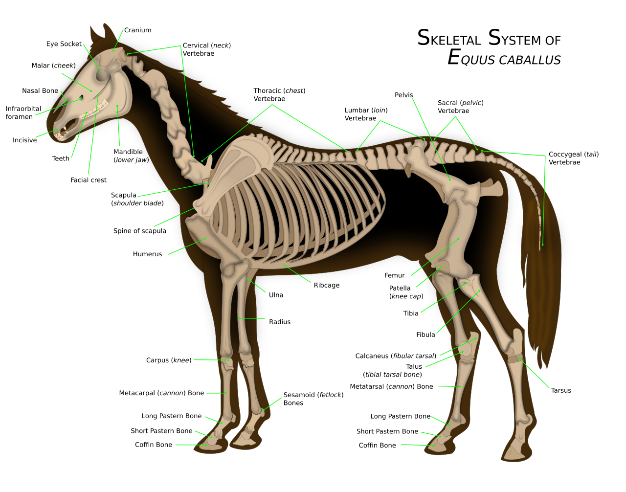 Cavalo PNG, SVG