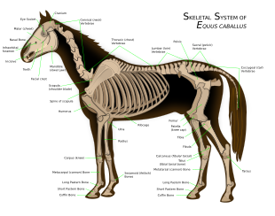 Diagram van een paardenskelet met grote delen gelabeld.