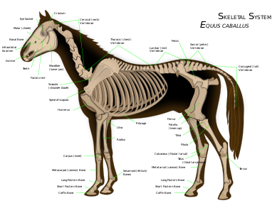 Skeletal system of a horse, by WikipedianProlific (vectorised by Wilfredor)