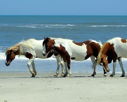 Wild ponies on Assateague Island