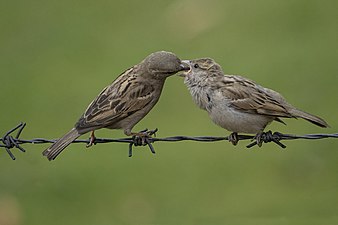 Two House Sparrows where a female House Sparrow is feeding its young during spring breeding season in Kathmandu, Nepal. Photograph: Prasan Shrestha