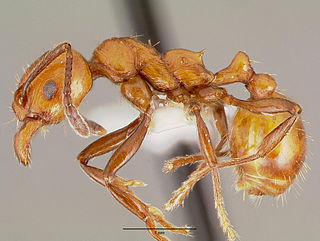 <i>Huberia</i> (ant) Genus of ants