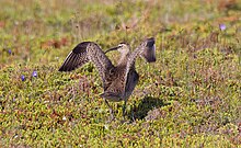 A whimbrel (Numenius hudsonicus) in Newfoundland, Canada. The rump is similar to the rest of the body in patterning Hudsonian Whimbrel, Bonavista, Newfoundland 1.jpg