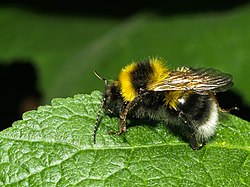 Abelhões (género Bombus) · BioDiversity4All