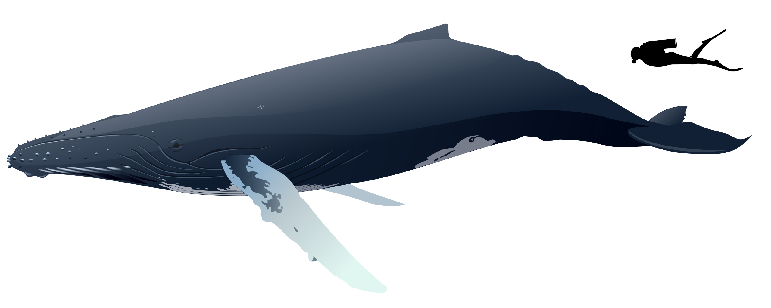 humpback whale size comparison