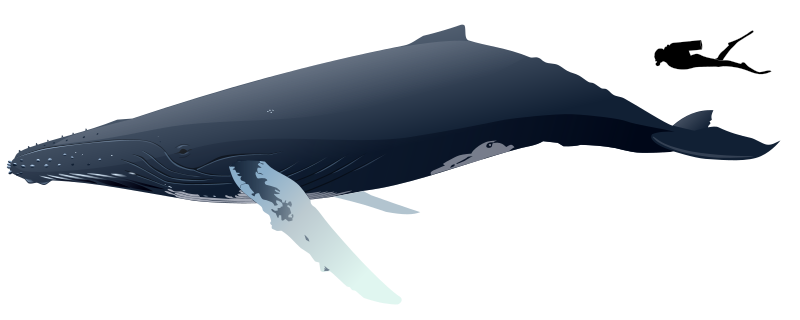 File:Humpback whale size (color).svg