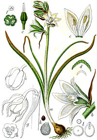 Morfología de Ornithogalum