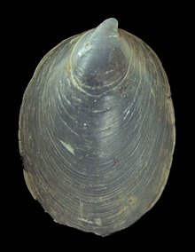 Hyalorisia madagascarensis (MNHN-IM-2007-39090) 004.jpeg