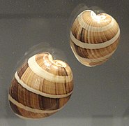 Hydatina albocincta - Royal Ontario Museum - DSC00204.JPG