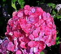 Hydrangea serrata