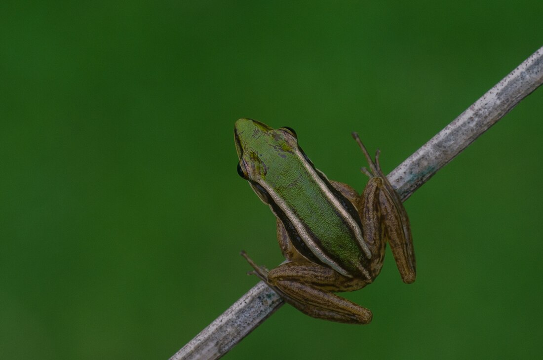 Rana aurata