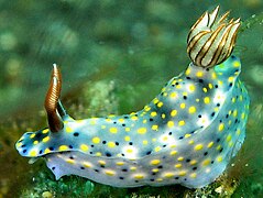 Hypselodoris infucata, Lembeh.jpg