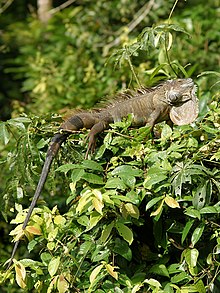 Iguana iguana (male resting).jpg