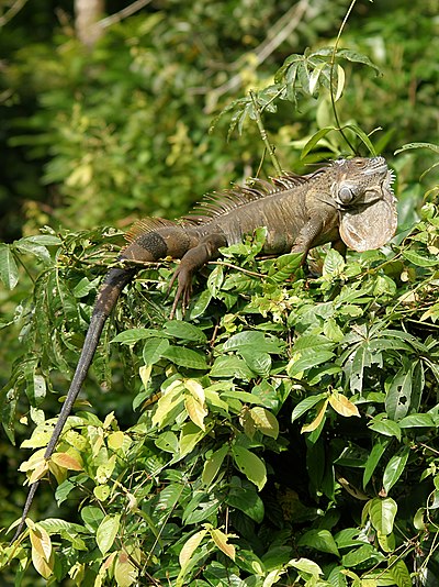 Green iguana