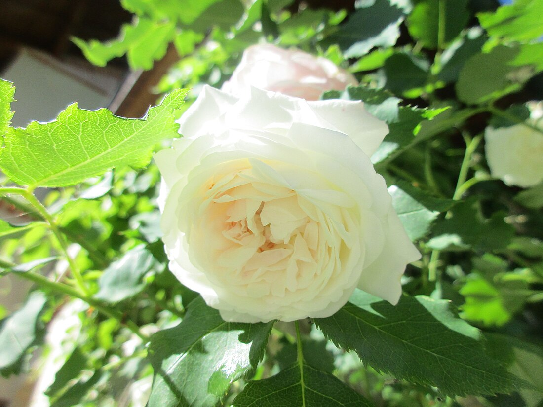 Boule de Neige (rose)