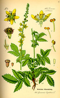 <i>Agrimonia eupatoria</i> Species of plant