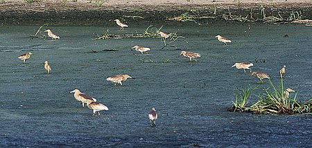 ไฟล์:Indian_Pond_Herons_(Ardeola_grayii)_feedingin_drying_sewage_pond_in_Kolkata_I_IMG_7980.jpg