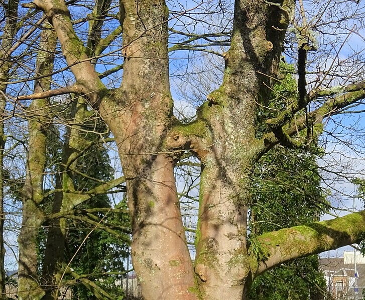 File:Inosculation in Sycamores, Finlaystone, East Renfrewshire.jpg