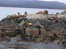 Sea lions at Isla de los Lobos in the Beagle Channel, near Ushuaia