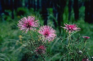 Isopogon crithmifolius.jpg