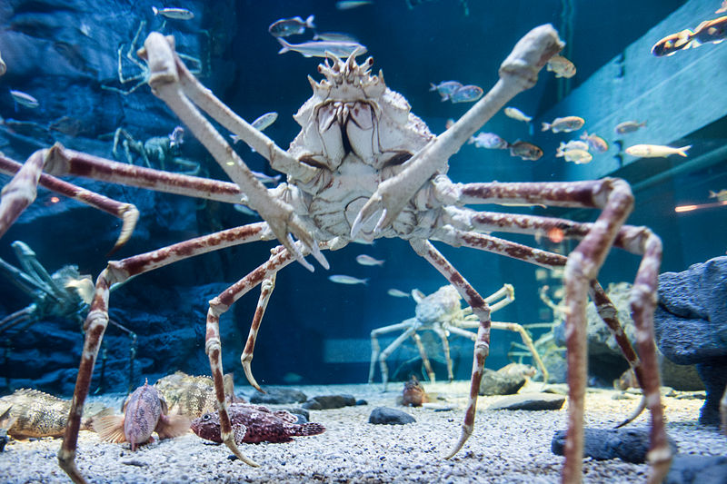 File:Japanese spider crab (15340536895).jpg - Wikimedia Commons