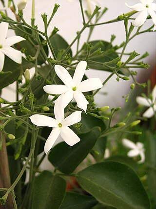 <i>Jasminum azoricum</i> Species of vine