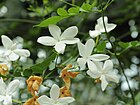 Jasminum officinale-IMG 4557.jpg