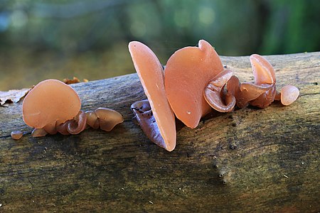 Auricularia auricula-judae (Jelly Ear)