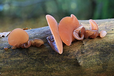 Jelly Ear fungus, Auricularia -auricula-judae, taken in London, UK.