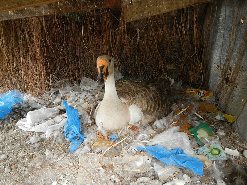 File:Jf2992Domesticated White ducks Philippinefvf 12.JPG