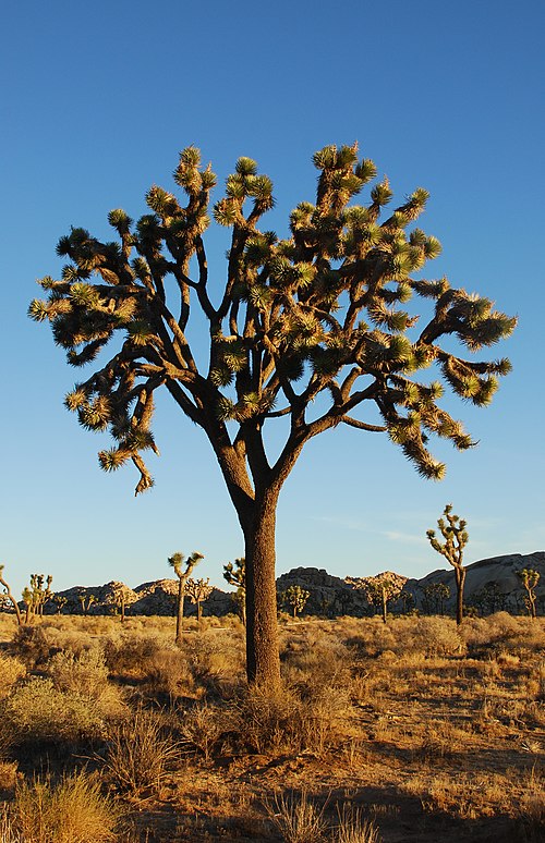 The Joshua tree (Yucca brevifolia) is endemic and exclusive to the Mojave Desert.