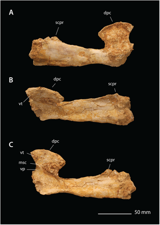 <i>Simurghia</i> Genus of pterosaur from the Late Cretaceous