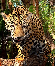 Un jeune jaguar (Panthera onca). Jadis en voie d'extermination, cette espèce est aujourd'hui protégée.