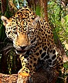 Jaguár americký se zdržuje blízko u vody a s oblibou plave