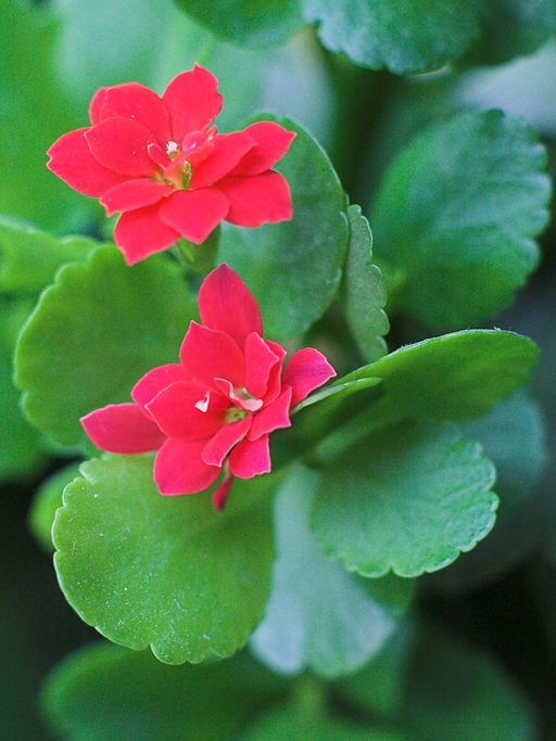 Kalanchoe blossfeldiana 20080127 01