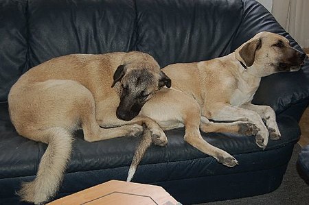 Kangal-welpen-de 010.jpg