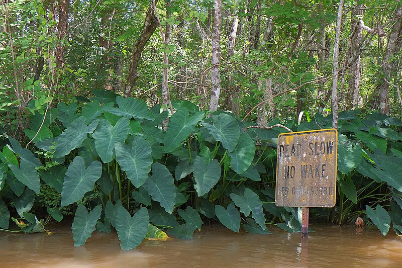 File:Keep your exotics out of America, please - Honey Island Swamp, Louisiana.jpg