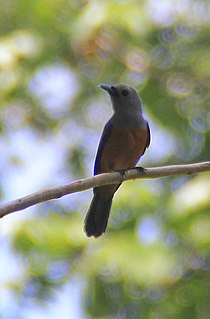 Island monarch species of bird