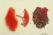 Wool dyed with the scale insect kermes Kermes - Neve Tzuf.jpg
