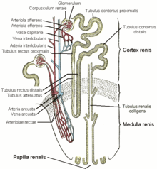 Kidney nephron.png