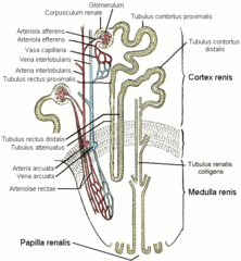 Nefron Wikipedia Wolna Encyklopedia