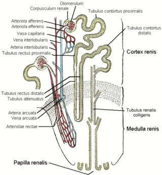 <span class="mw-page-title-main">Distal convoluted tubule</span> Feature of kidney anatomy