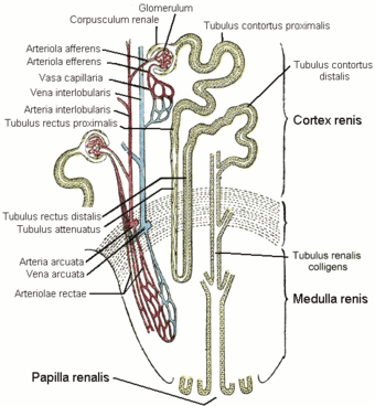 Kidney nephron.png