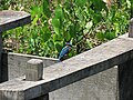 Kingfisher from Ezhome Moola, Pazangadi, Kannur