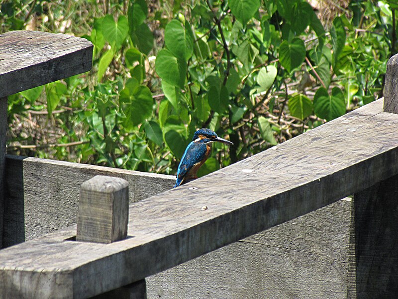 File:Kingfisher 9326.jpg