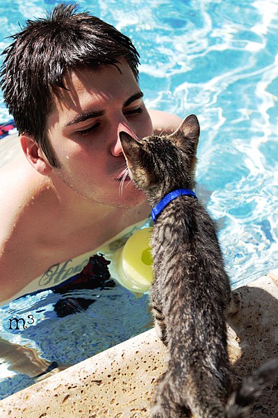 File:Kitten kiss.jpg