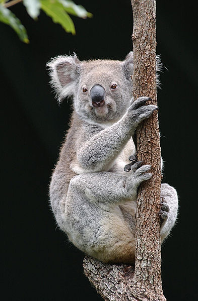 File:Koala Bear (5449957625).jpg