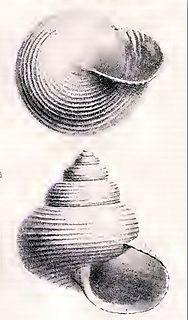 <i>Lischkeia miranda</i> species of Gastropoda